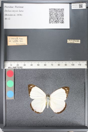 Media type: image;   Entomology 130102